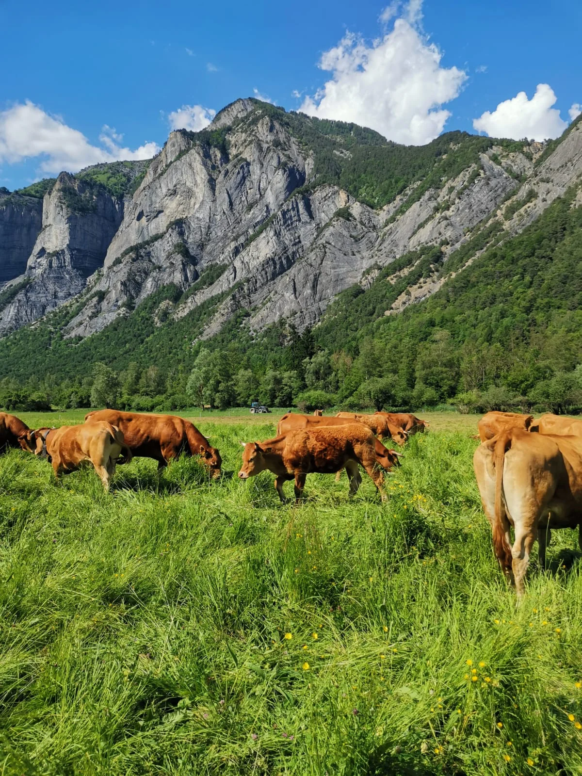 GAEC de l'Évasion Montagnarde — vente directe de viande bovine et randonnées équestres